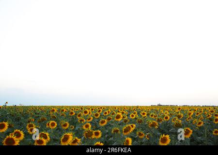 Campo di girasoli. Vista dall'alto. Sfondo estivo. Foto Stock