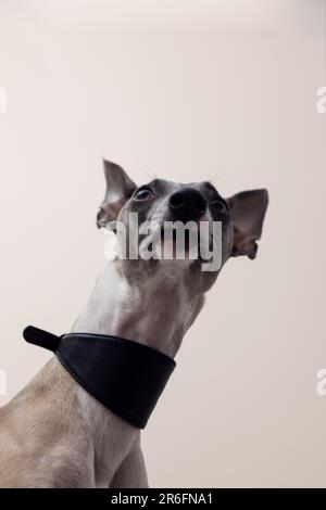La museruola di un cane da frusta in un bel colletto in pelle nera con orecchie rialzate guarda di lato; su sfondo grigio, vista dal basso Foto Stock
