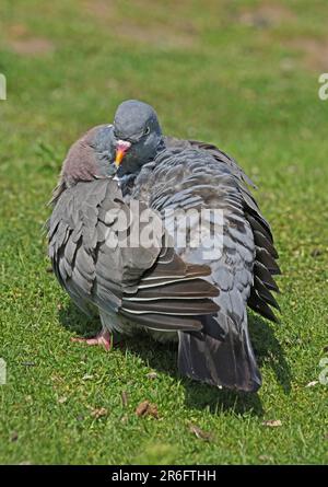 Pigeon legno (Columba palumbus) adulto in piedi su erba corta preening Eccles-on-Sea, Norfolk, UK. Luglio Foto Stock
