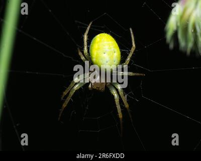 The Silent Hunter: Un ragno paziente si nasconde nella sua intricata rete, pronto a avventurarsi nelle vicinanze delle prede, mostrando il delicato equilibrio di pazienza della natura Foto Stock