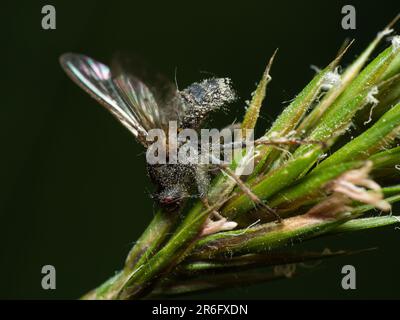 Il mondo intricato della natura: Un affascinante primo piano di una mosca delicatamente arroccata su una lussureggiante vegetazione, rivelando l'intricata bellezza delle creature più piccole Foto Stock