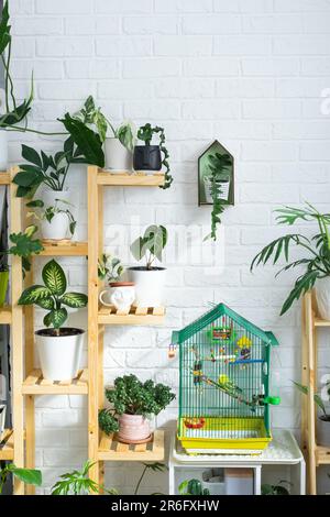 Una gabbia con un budgie si trova in un angolo di vita della casa tra scaffalature con un gruppo di piante interne all'interno. Pianta di casa che cresce e carin Foto Stock