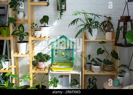 Una gabbia con un budgie si trova in un angolo di vita della casa tra scaffalature con un gruppo di piante interne all'interno. Pianta di casa che cresce e carin Foto Stock