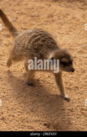 Un adorabile bambino meerkat su un campo di sabbia marrone Foto Stock