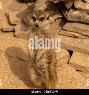 Un adorabile bambino meerkat su un campo di sabbia marrone Foto Stock