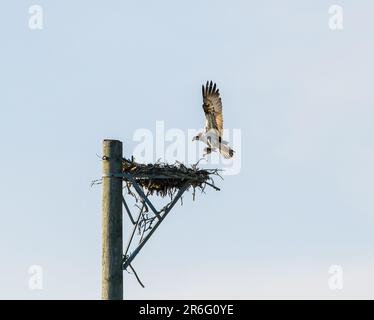 Coppia Osprey nidificata in primavera nell'arcipelago finlandese, il maschio sta portando mezzo pesce al nido Foto Stock