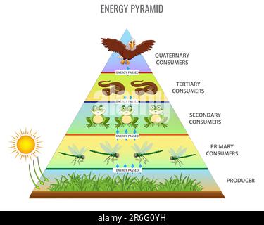 Un'illustrazione vettoriale di una piramide energetica della catena  alimentare Foto stock - Alamy