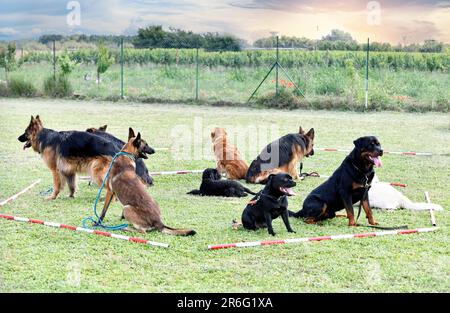 gruppo di cani formazione per la disciplina obbedienza Foto Stock