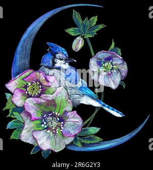 Uccello blu, fiori ellebore e luna. Disegnato a mano con matite acquerello. Illustrazione isolata su sfondo nero Foto Stock