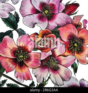 Rosa persiano. Un'infiorescenza di diversi fiori. Illustrazione acquerello, disegnata a mano. Fiori di diversi colori, molte sfumature. Foto Stock