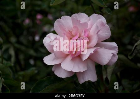 Primo piano di un'elegante rosa in fiore in primavera Foto Stock