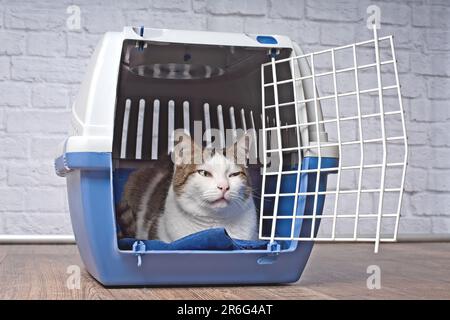 Vecchio gatto tabby seduto in un vettore aperto per animali domestici e guardando ansiosamente lateralmente Foto Stock