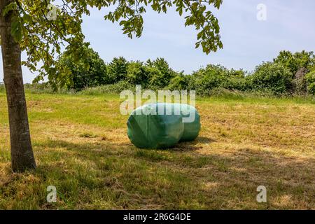 Due balle di fieno su erba giallastra su terreni agricoli olandesi contro il cielo blu, avvolto in verde teli di plastica, vegetazione e alberi lussureggianti sullo sfondo, soleggiato Foto Stock