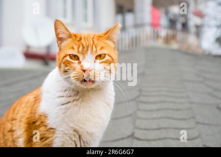 Il gatto zenzero senza casa guarda la macchina fotografica, primo piano di un gatto con spazio di copia per il testo, cura per gli animali locali, cura dell'ecosistema della città, Pr Foto Stock