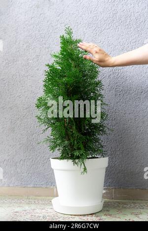 Una mano accarezza il fogliame di conifere che cresce a casa in una pentola di thuja. Foto Stock