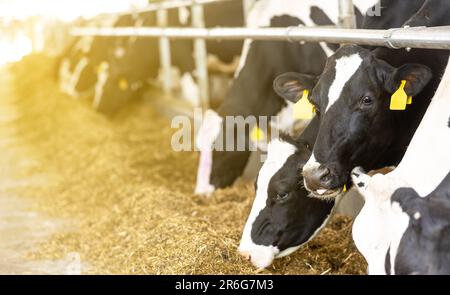 Concetto agricolo, le mucche da diario che mangiano un fieno in un moderno stallino o in un capannone per la distribuzione di latte, animale e concetto alimentare Foto Stock