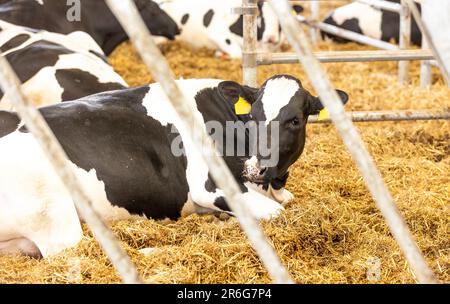 Concetto agricolo, le mucche da diario che mangiano un fieno in un moderno stallino o in un capannone per la distribuzione di latte, animale e concetto alimentare Foto Stock