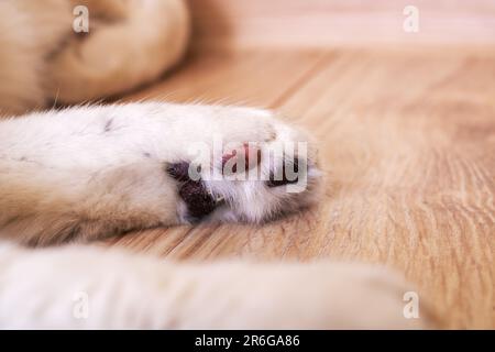 Tamponi neri sulla zampa del gatto da vicino Foto Stock