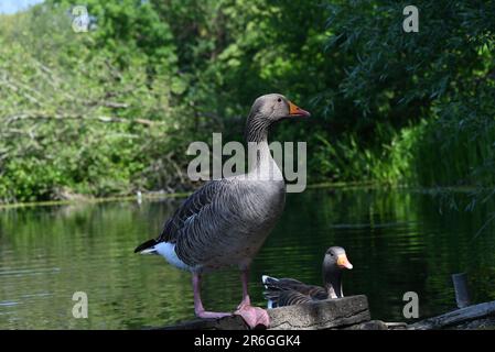 Le oche dei Greylag viaggiano verso il loro terreno di allevamento settentrionale in primavera, nidificando su brughiere, in paludi, intorno ai laghi e sulle isole costiere. Normalmente si accoppiano per la vita e nidificano sul terreno tra la vegetazione. Viene deposta una frizione di tre o cinque uova; la femmina incuba le uova ed entrambi i genitori difendono e arretrano i giovani. Gli uccelli rimangono insieme come un gruppo di famiglia, migrando verso sud in autunno come parte di un gregge, e separando l'anno successivo. Durante l'inverno occupano habitat semi-acquatici, estuari, paludi e campi allagati, nutrendo erba e spesso consumando colture agricole. Foto Stock