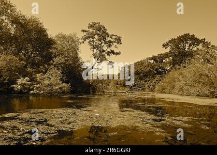 Le oche dei Greylag viaggiano verso il loro terreno di allevamento settentrionale in primavera, nidificando su brughiere, in paludi, intorno ai laghi e sulle isole costiere. Normalmente si accoppiano per la vita e nidificano sul terreno tra la vegetazione. Viene deposta una frizione di tre o cinque uova; la femmina incuba le uova ed entrambi i genitori difendono e arretrano i giovani. Gli uccelli rimangono insieme come un gruppo di famiglia, migrando verso sud in autunno come parte di un gregge, e separando l'anno successivo. Durante l'inverno occupano habitat semi-acquatici, estuari, paludi e campi allagati, nutrendo erba e spesso consumando colture agricole. Foto Stock