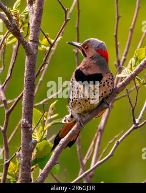 Northern Flicker vista frontale maschile primo piano arroccato su un ramo con sfondo verde sfocato nel suo ambiente e habitat circostante durante l'accoppiamento degli uccelli Foto Stock