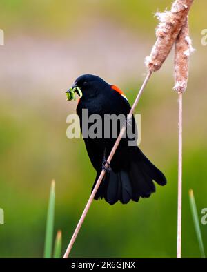 Blackbird rosso-alato maschio primo piano vista frontale appollaiato sulla cattaglia con vermi verdi nel suo becco e sfondo colorato nel suo ambiente e habitat Foto Stock