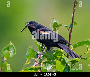 Maschio Blackbird con le alette rosse con una libellula nel suo becco e arroccato su un ramo con sfondo verde. nel suo ambiente e habitat circostante. Foto Stock