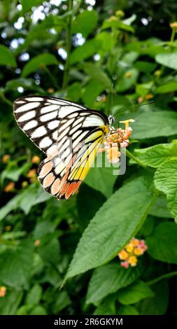 Una spettacolare macro shot di una farfalla Delias eucharis appollaiata in cima a una lussureggiante foglia verde Foto Stock