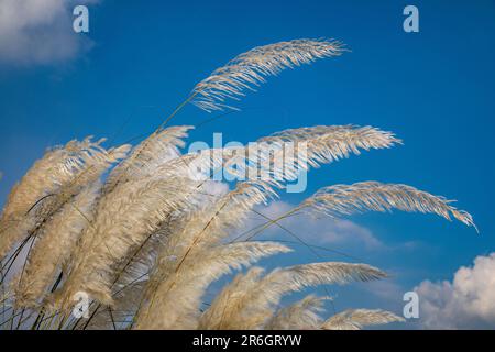 Erba di Kans, catkins o fiori di Kash (Saccharum spontaneum) fioriscono in autunno. Dhaka, Bangladesh. Foto Stock