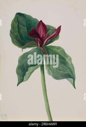 Fiore di Whippoorwill (Trillium H.). Acquerello su carta. Data: 1937. Museo: Smithsonian American Art Museum. Foto Stock