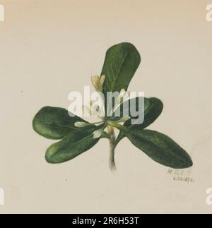 (Senza titolo--Studio sui fiori). Data: 1876. Acquerello su carta. Museo: Smithsonian American Art Museum. Foto Stock