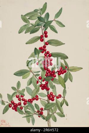 Yaupon (Ilex vomitoria). Data: 1926. Acquerello su carta. Museo: Smithsonian American Art Museum. Foto Stock