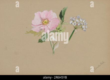 (Senza titolo--Studio sui fiori). Acquerello su carta. Data: CA. 1876-1878. Museo: Smithsonian American Art Museum. Foto Stock