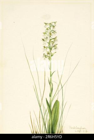 Fringe-orchidea frastagliata (Habenaria lacera). Data: 1918. Acquerello su carta. Museo: Smithsonian American Art Museum. Foto Stock