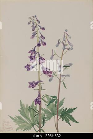 Larkspur alto (Delphinium elongatum). Data: 1920. Acquerello su carta. Museo: Smithsonian American Art Museum. Foto Stock
