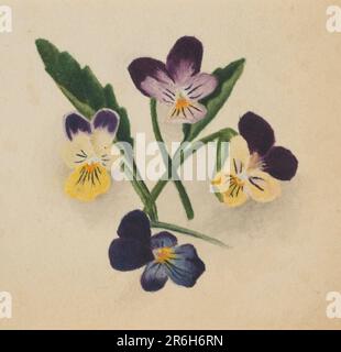 Senza titolo (Pansies). Data: 1874. Acquerello su carta. Museo: Smithsonian American Art Museum. Foto Stock