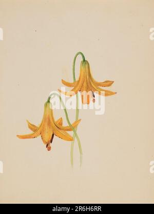 (Senza titolo--Studio sui fiori). Acquerello su carta. Data: CA. 1876-1878. Museo: Smithsonian American Art Museum. Foto Stock