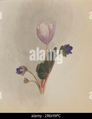 (Senza titolo--Studio sui fiori). Data: CA. 1876. Acquerello su carta. Museo: Smithsonian American Art Museum. Foto Stock