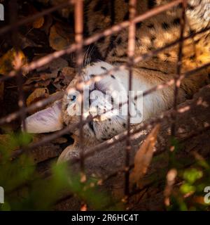 Un gatto domestico a strisce bianche e nere che riposa tranquillamente in un letto del giardino, con il fogliame lussureggiante visibile attraverso la relativa finestra della gabbia Foto Stock