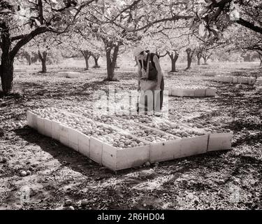 1940S UOMO CON SECCHIO IN TELA IN FRUTTETO DI MELE RACCOLTE SPITZENBERG METTERE LE MELE RACCOLTE IN SCATOLA VICINO A SALEM OREGON - O365 HAR001 HARS SERENITY AGRICULTURE B&W HIGH ANGLE ADVENTURE CANVAS STRENGTH FARMERS LABOR PRIDE ORCHARD OCCUPAZIONE VICINO OCCUPAZIONI SELEZIONATE SALEM DIPENDENTE MIGRANT OREGON STAGIONALE GIOVANE ADULTO UOMO NERO E BIANCO CAUCASICO ETNIA HAR001 RACCOLTA LAVORANDO VECCHIO STILE Foto Stock