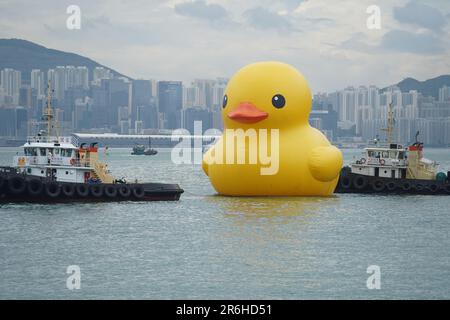 Hong Kong, Hong Kong. 09th giugno, 2023. Un'enorme anatra gonfiabile è trainata dalle barche a Victoria Harbor. A partire dal 10th giugno 2023, l'attesissima mostra d'arte chiamata "Double Ducks", creata dall'artista olandese Florentijn Hofman, apre ufficialmente al pubblico al Victoria Harbor di Hong Kong. La mostra presenta due enormi anatre gonfiabili. E questo segna la seconda visita della gigantesca anatra gonfiabile a Hong Kong, con la prima che si è svolta un decennio fa. (Foto di Michael ho Wai Lee/SOPA Images/Sipa USA) Credit: Sipa USA/Alamy Live News Foto Stock