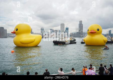 Hong Kong, Hong Kong. 09th giugno, 2023. Due enormi stazioni di anatre gonfiabili a Victoria Harbor. A partire dal 10th giugno 2023, l'attesissima mostra d'arte chiamata "Double Ducks", creata dall'artista olandese Florentijn Hofman, apre ufficialmente al pubblico al Victoria Harbor di Hong Kong. La mostra presenta due enormi anatre gonfiabili. E questo segna la seconda visita della gigantesca anatra gonfiabile a Hong Kong, con la prima che si è svolta un decennio fa. (Foto di Michael ho Wai Lee/SOPA Images/Sipa USA) Credit: Sipa USA/Alamy Live News Foto Stock