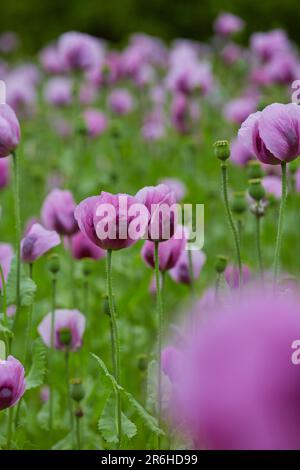 Lila Mohn Feld bei Bad Salzufeln in der Blütezeit, Papaver, Papaver somniferum, Ostwestfalen Lippe, NRW, Deutschland, Europa Foto Stock