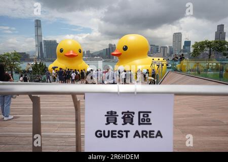 Hong Kong, Hong Kong. 09th giugno, 2023. Due enormi stazioni di anatre gonfiabili a Victoria Harbor. A partire dal 10th giugno 2023, l'attesissima mostra d'arte chiamata "Double Ducks", creata dall'artista olandese Florentijn Hofman, apre ufficialmente al pubblico al Victoria Harbor di Hong Kong. La mostra presenta due enormi anatre gonfiabili. E questo segna la seconda visita della gigantesca anatra gonfiabile a Hong Kong, con la prima che si è svolta un decennio fa. (Foto di Michael ho Wai Lee/SOPA Images/Sipa USA) Credit: Sipa USA/Alamy Live News Foto Stock