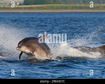 I delfini tursiopi (Tursiops truncatus) che fanno breccia, saltano, saltano nel Moray Firth, Scozia, Regno Unito Foto Stock