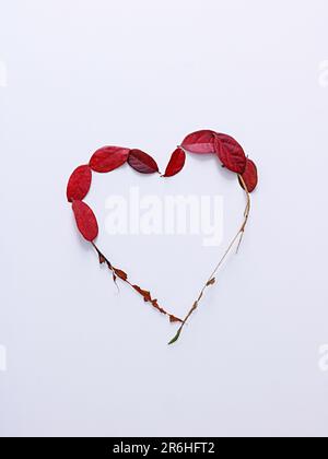 Un'immagine romantica di una forma di cuore formata con foglie rosse d'autunno su uno sfondo bianco Foto Stock