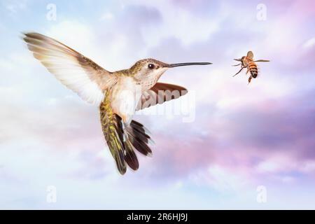 Colibrì femminile di Costa che sorpassa a mezz'aria, faccia a faccia con un'ape di miele Foto Stock