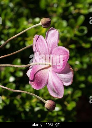 Willowy gambo rosa giapponese Windflower e gemme delizioso da dietro lato su, giardino cottage costiero, Australia Foto Stock