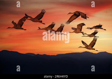 Migrazione invernale, il gregge di gru di Sandhill vola al tramonto sulle montagne a Whitewater Draw, nell'Arizona meridionale Foto Stock