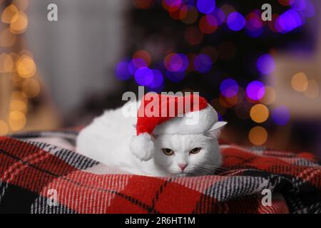 Adorabile gatto che indossa il cappello di Natale sulla coperta contro le luci sfocate Foto Stock